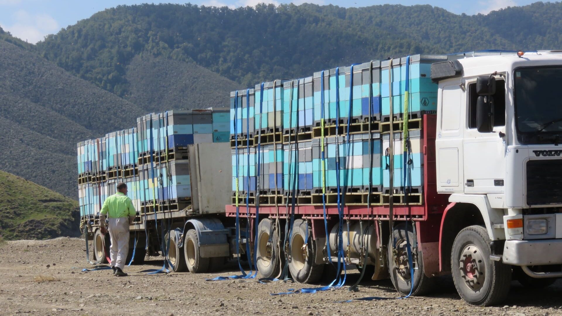 Beehives Arrive From Awanui