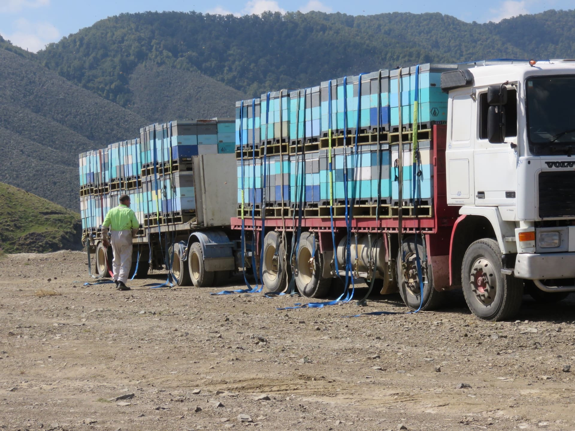Beehives Arrive From Awanui